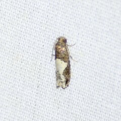 Epiblema dorsisuffusana
