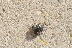 Tritomegas bicolor