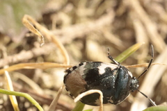 Tritomegas bicolor