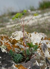 Euphorbia petrophila