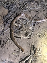 Arizona elegans