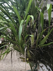 Oncidium sphacelatum