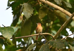 Pachyramphus cinnamomeus