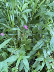 Dianthus armeria