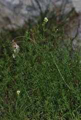 Galium pumilum