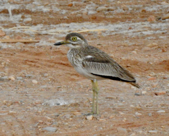 Burhinus senegalensis