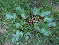 Rumex obtusifolius