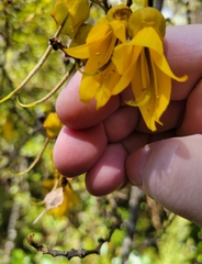 Sophora macrocarpa