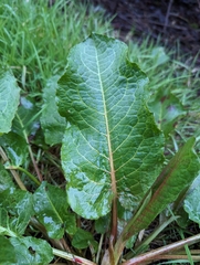 Rumex obtusifolius