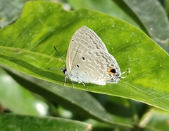 Catochrysops panormus