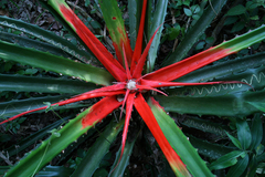 Bromelioideae