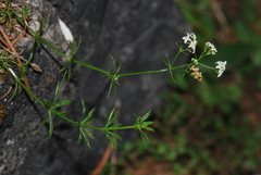 Galium pumilum