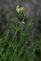 Galium pumilum