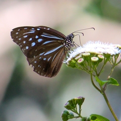 Parantica nilgiriensis