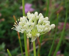 Allium flavescens