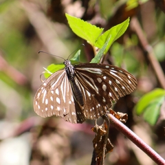 Parantica nilgiriensis