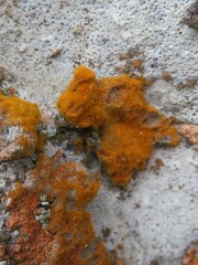 Trentepohlia aurea