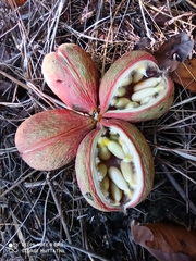 Sterculia guttata