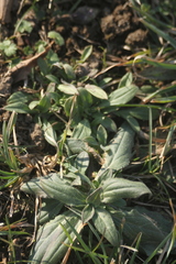 Plantago media