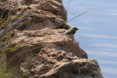 Phylloscopus