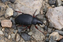Cylydrorhinus angulatus