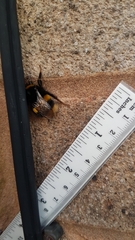 Bombus terrestris audax