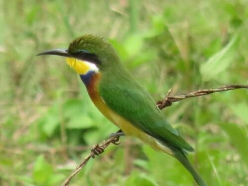 Blue-breasted Bee-eater