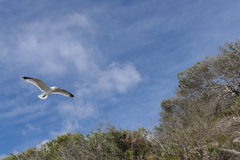 Ichthyaetus audouinii