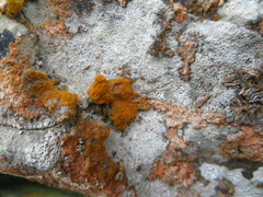 Trentepohlia aurea