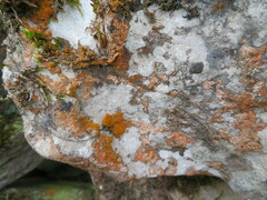 Trentepohlia aurea