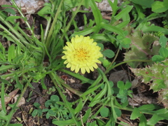 Pyrrhopappus pauciflorus