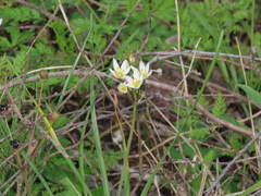 Nothoscordum bivalve
