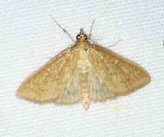 Framinghamia helvalis