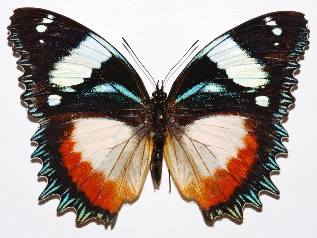 Madagascar Diadem
