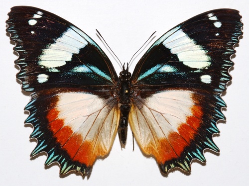 Madagascar Diadem