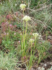 Allium flavescens