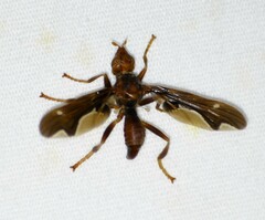 Pyrgota undata