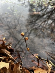 Ludwigia alternifolia