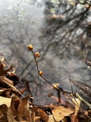 Ludwigia alternifolia