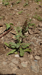 Gamochaeta americana