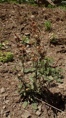 Gamochaeta americana