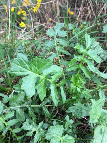 Hedge mustard (Sisymbrium officinale)