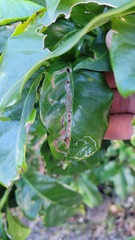 Leucoptera coffeella