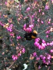 Bombus terrestris audax