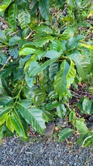 Leucoptera coffeella