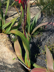 Watsonia vanderspuyae