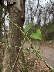 Smilax glauca