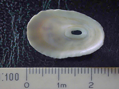 Fissurella nubecula