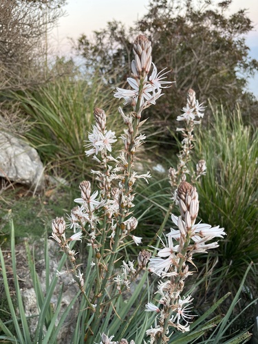 Branched Asphodel