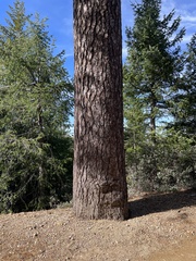 Pinus lambertiana